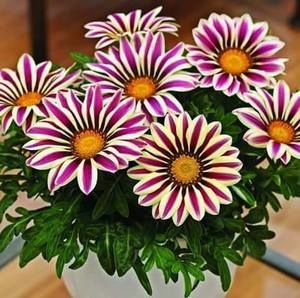 Meet your Posher, Uma